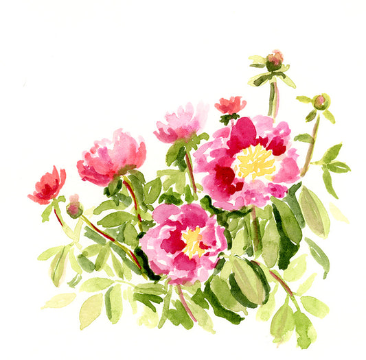 Peonies in bloom