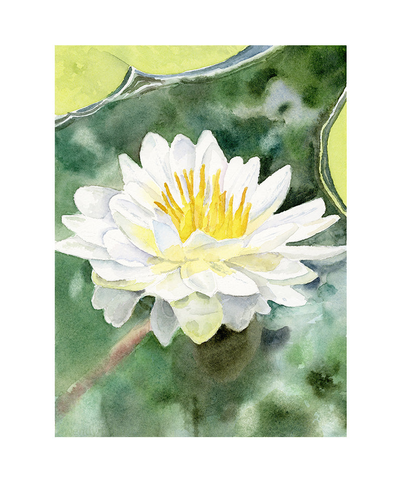 Little Long Lake Water Lily