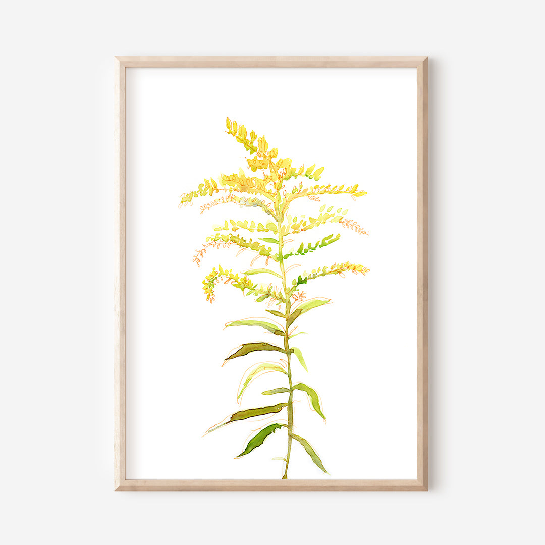 Goldenrod Floral Print