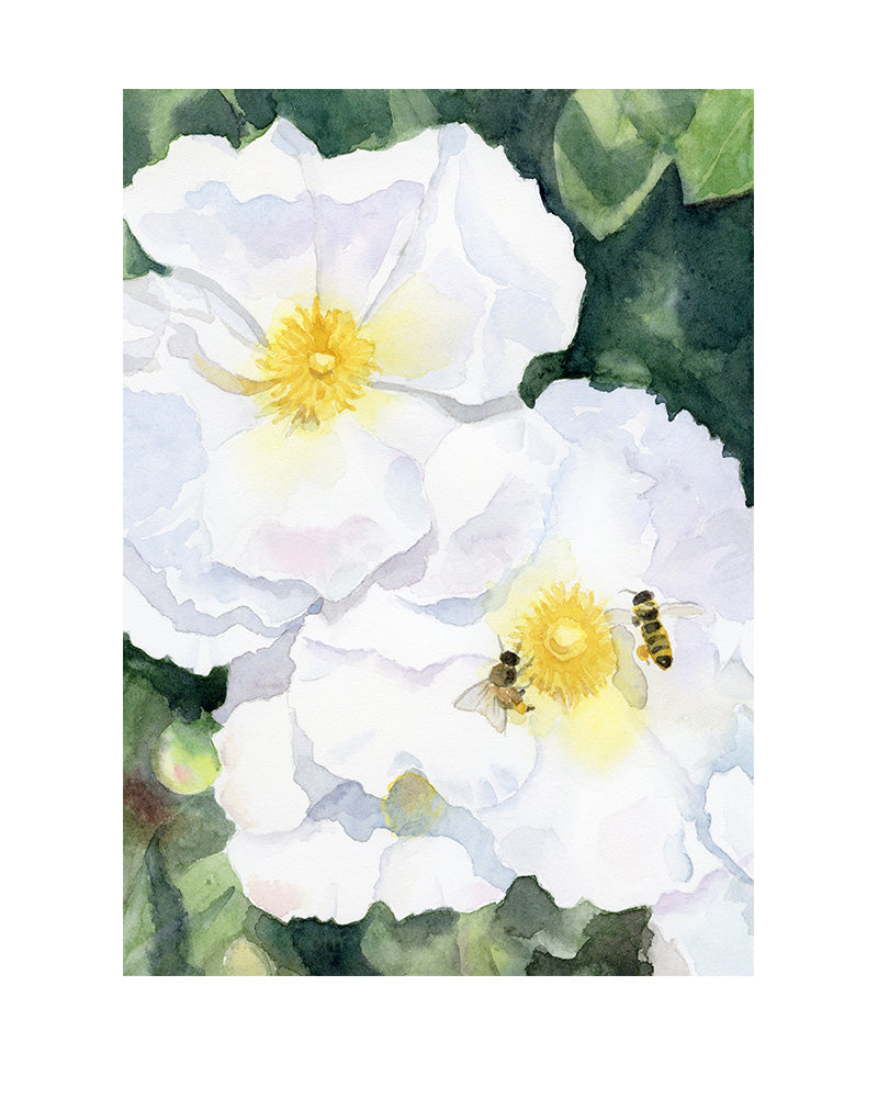 Bowen Rock Roses
