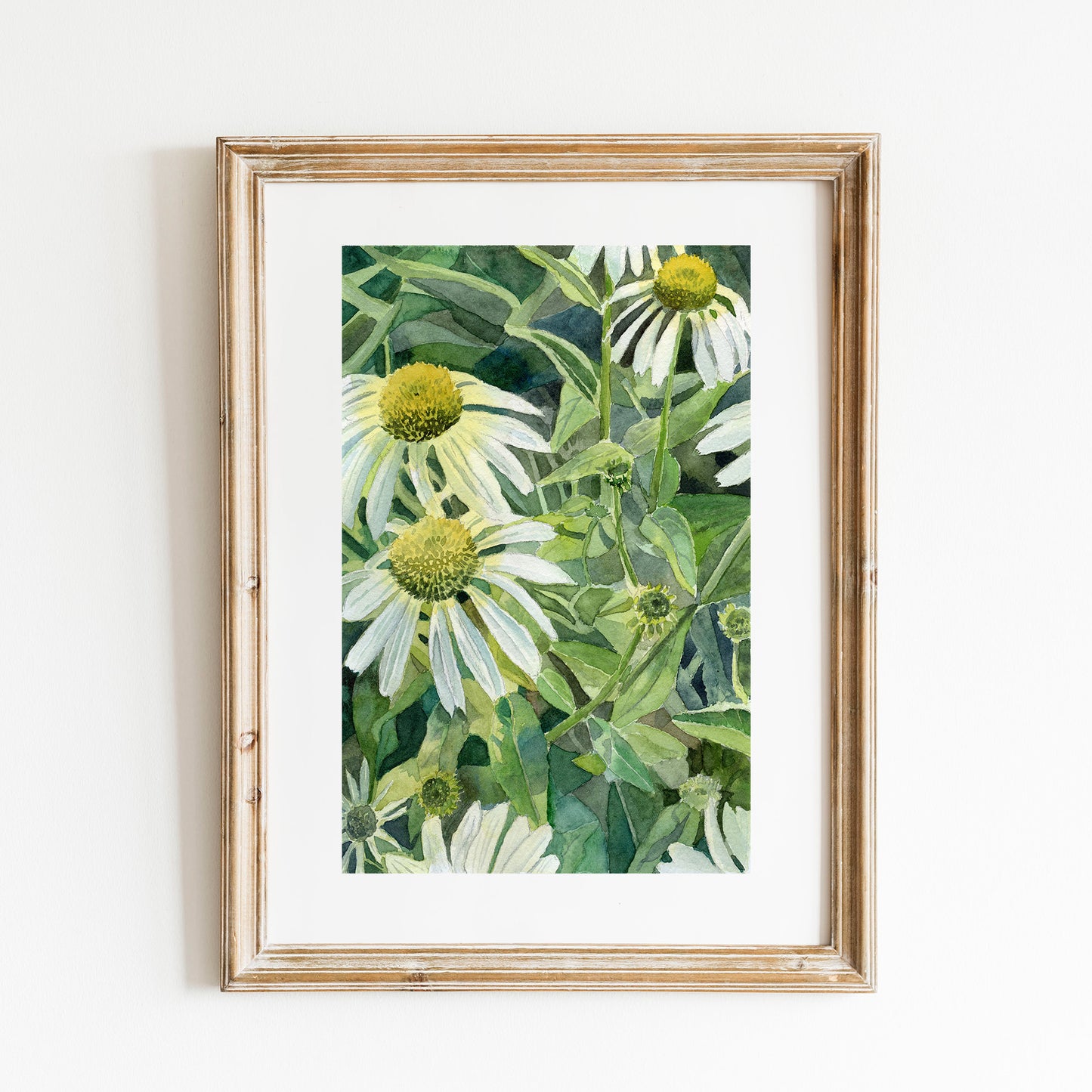 White Cone Flowers